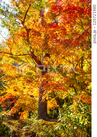 【京都風景】宝厳院　見事な紅葉が魅せる庭 120721980