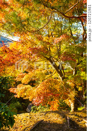 【京都風景】宝厳院 見事な紅葉が魅せる庭 【京都風景】宝厳院 見事な紅葉が魅せる庭 120721981