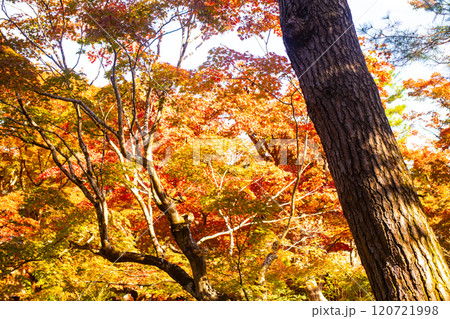 【京都風景】宝厳院 見事な紅葉が魅せる庭 【京都風景】宝厳院 見事な紅葉が魅せる庭 120721998