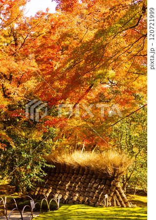 【京都風景】宝厳院　見事な紅葉が魅せる庭 120721999