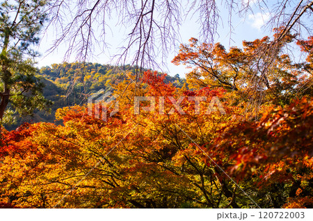 【京都風景】宝厳院 見事な紅葉が魅せる庭 【京都風景】宝厳院 見事な紅葉が魅せる庭 120722003