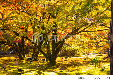 【京都風景】宝厳院　見事な紅葉が魅せる庭 120722024