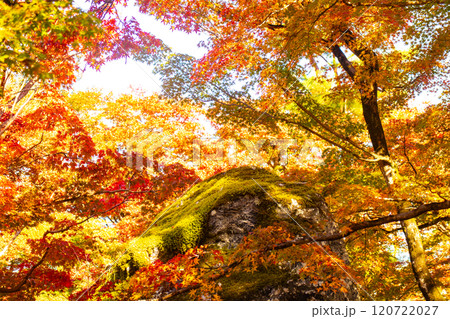 【京都風景】宝厳院 見事な紅葉が魅せる庭 【京都風景】宝厳院 見事な紅葉が魅せる庭 120722027