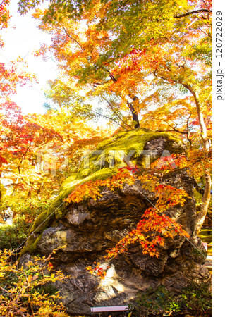 【京都風景】宝厳院　見事な紅葉が魅せる庭 120722029