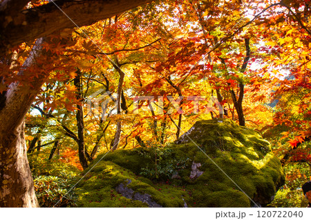 【京都風景】宝厳院　見事な紅葉が魅せる庭 120722040