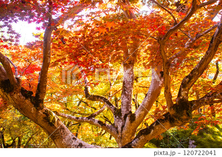 【京都風景】宝厳院　見事な紅葉が魅せる庭 120722041