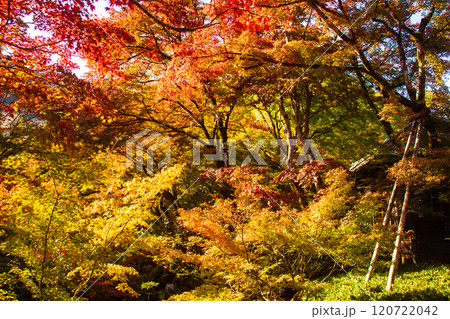 【京都風景】宝厳院　見事な紅葉が魅せる庭 120722042