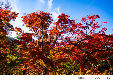 【京都風景】宝厳院　見事な紅葉が魅せる庭 120722043
