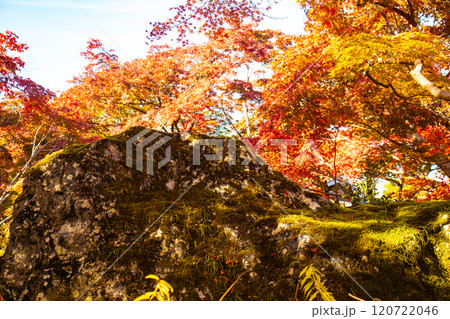 【京都風景】宝厳院　見事な紅葉が魅せる庭 120722046