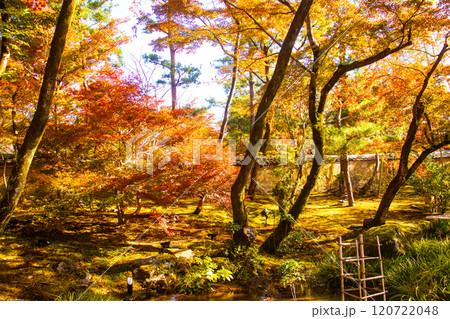 【京都風景】宝厳院　見事な紅葉が魅せる庭 120722048