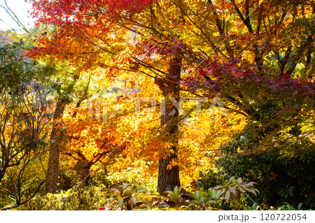 【京都風景】宝厳院　見事な紅葉が魅せる庭 120722054
