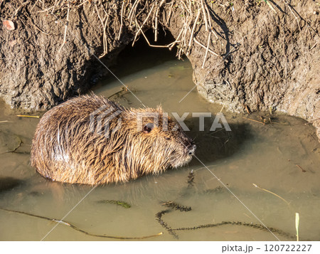 水辺のヌートリア 水辺のヌートリア 120722227