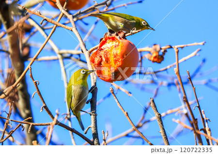 メジロ百目柿を食らう 120722335