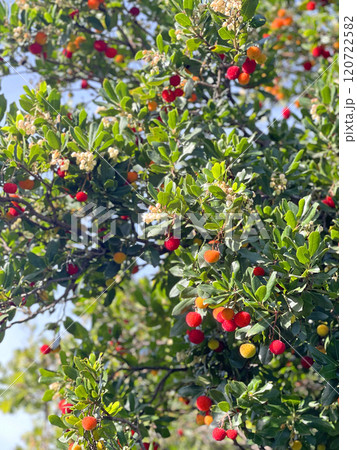 Fruit and leaves of wax berry on tree. Sunny fall day in Italy. Mountains and nature. Background for design.  120722582