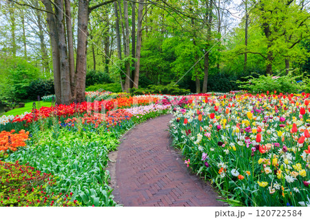 Scenic view of Keukenhof tulip garden in Lisse, Netherlands. Keukenhof is the most beautiful spring garden in the world. Beautiful ornamental garden landscape at Lisse, Netherlands 120722584