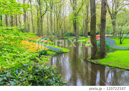 Scenic view of Keukenhof tulip garden in Lisse, Netherlands. Keukenhof is the most beautiful spring garden in the world. Beautiful ornamental garden landscape at Lisse, Netherlands 120722587