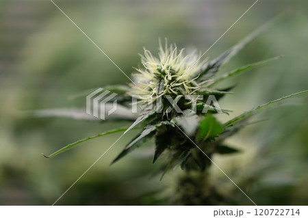 A CloseUp Image of a Beautiful Cannabis Flowering Bud within a Greenhouse Environment 120722714
