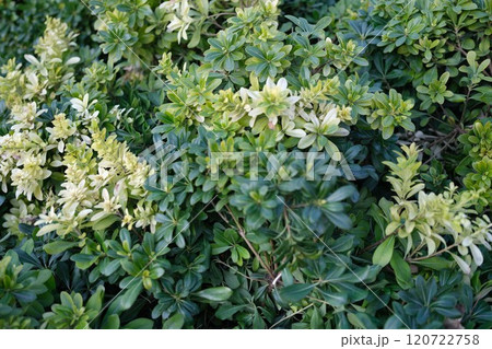A stunning display of vibrant green foliage adorned with delicate little white flowers that bloom 120722758