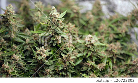 A Stunning CloseUp Look at Healthy Cannabis Plants That Are Currently in Blooming Stage A Stunning CloseUp Look at Healthy Cannabis Plants That Are Currently in Blooming Stage 120722802