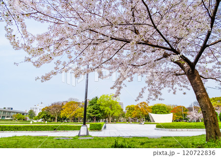 広島 桜咲く平和記念公園 広島 桜咲く平和記念公園 120722836