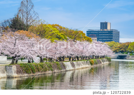 広島　桜咲く平和記念公園　 120722839