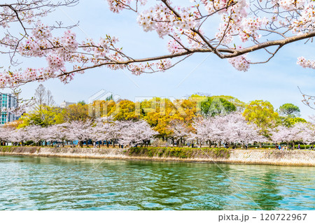 広島 桜咲く平和記念公園 広島 桜咲く平和記念公園 120722967