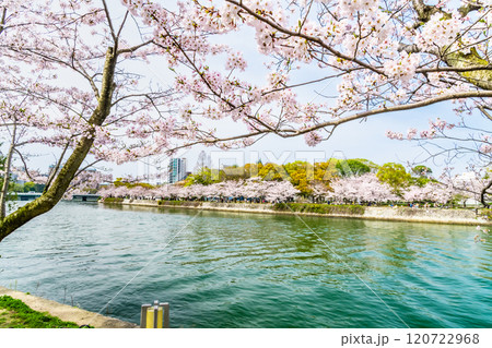 広島 桜咲く平和記念公園 広島 桜咲く平和記念公園 120722968