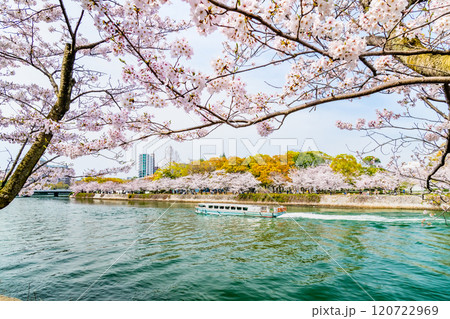 広島 桜咲く平和記念公園 広島 桜咲く平和記念公園 120722969
