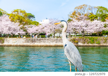 広島 桜咲く平和記念公園 広島 桜咲く平和記念公園 120722970