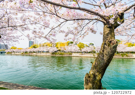 広島 桜咲く平和記念公園 広島 桜咲く平和記念公園 120722972