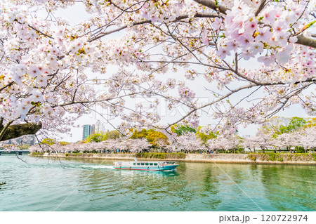 広島　桜咲く平和記念公園 120722974