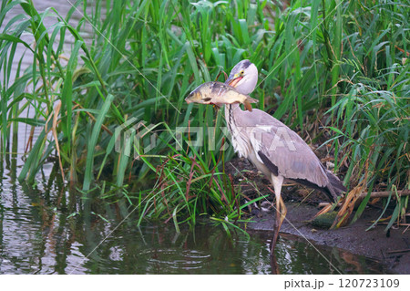 綾瀬市蓼川のアオサギ 綾瀬市蓼川のアオサギ 120723109