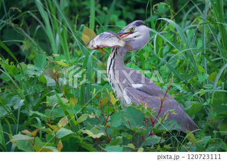 綾瀬市蓼川のアオサギ 120723111