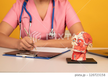 Anatomical model human head on work desk of doctor in medical clinic. Anatomical model human head on work desk of doctor in medical clinic. 120723158
