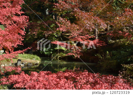 金戒光明寺　方丈北庭　赤いモミジに包まれる鎧之池 120723319