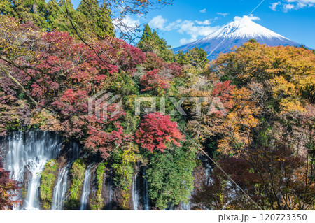 「静岡県」展望台から望む紅葉した白糸の滝と富士山 120723350