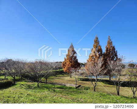埼玉県農業公園の晩秋風景、メタセコイヤの紅葉 埼玉県農業公園の晩秋風景、メタセコイヤの紅葉 120723400