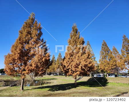 埼玉県農業公園の晩秋風景、メタセコイヤの紅葉 埼玉県農業公園の晩秋風景、メタセコイヤの紅葉 120723402