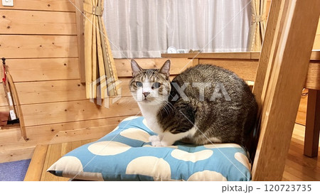 ログハウスの椅子に座る4歳の猫 ログハウスの椅子に座る4歳の猫 120723735