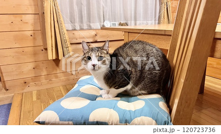 ログハウスの椅子に座る4歳の猫 120723736