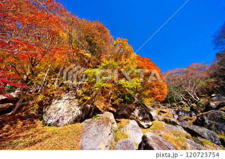 日川渓谷、栖雲寺石庭の秋 120723754