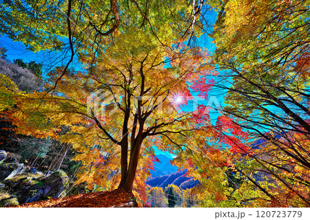 日川渓谷、栖雲寺石庭の秋 120723779