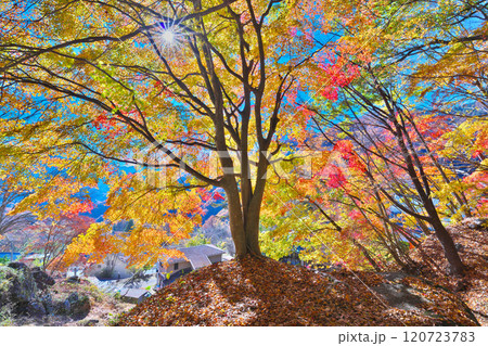 日川渓谷、栖雲寺石庭の秋 120723783