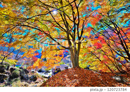 日川渓谷、栖雲寺石庭の秋 120723784