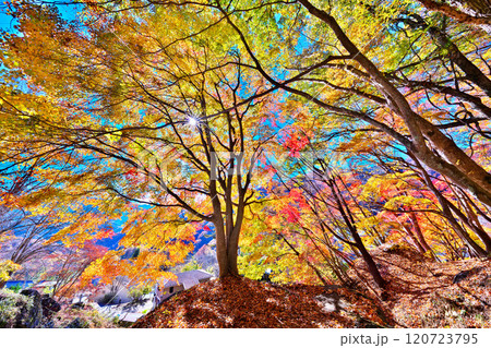 日川渓谷、栖雲寺石庭の秋 日川渓谷、栖雲寺石庭の秋 120723795