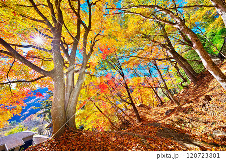 日川渓谷、栖雲寺石庭の秋 120723801