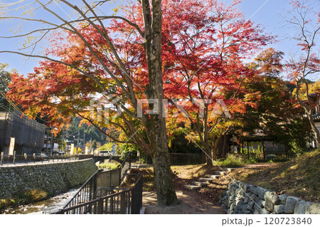 高尾山 清滝駅広場付近の紅葉 11月下旬 高尾山 清滝駅広場付近の紅葉 11月下旬 120723840