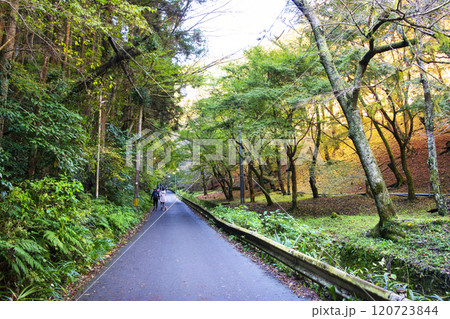 高尾山　登山道　琵琶滝コース（6号路）への入口　11月下旬 120723844