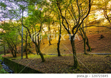 高尾山　登山道　琵琶滝コース（6号路）への入口　11月下旬 120723845