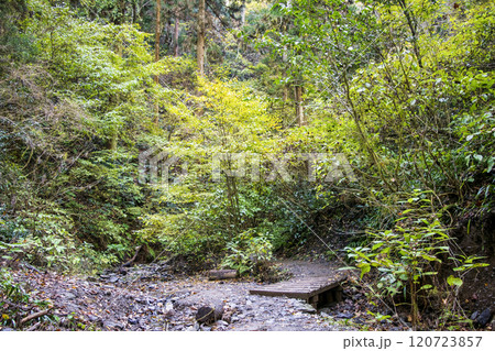 高尾山　琵琶滝コース（6号路）　登山道　大山橋から第一の橋へ　11月下旬 120723857